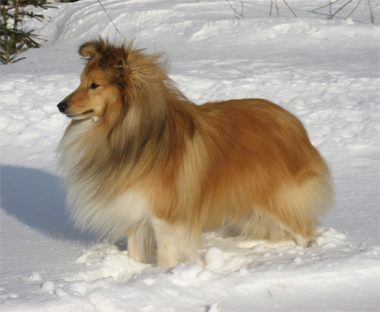 Shetlanninlammaskoira 4